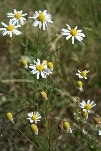 Close up of daisies
